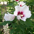 Rose of Sharon Plant Cuttings Set of 10 | Hibiscus syriacus Shrubs | White & Purple Flower Starter Plants | Garden Propagation