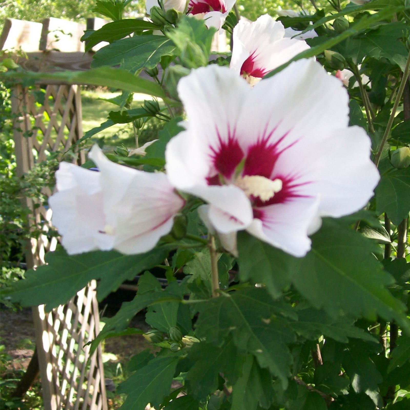 Rose of Sharon Plant Cuttings Set of 10 | Hibiscus syriacus Shrubs | White & Purple Flower Starter Plants | Garden Propagation