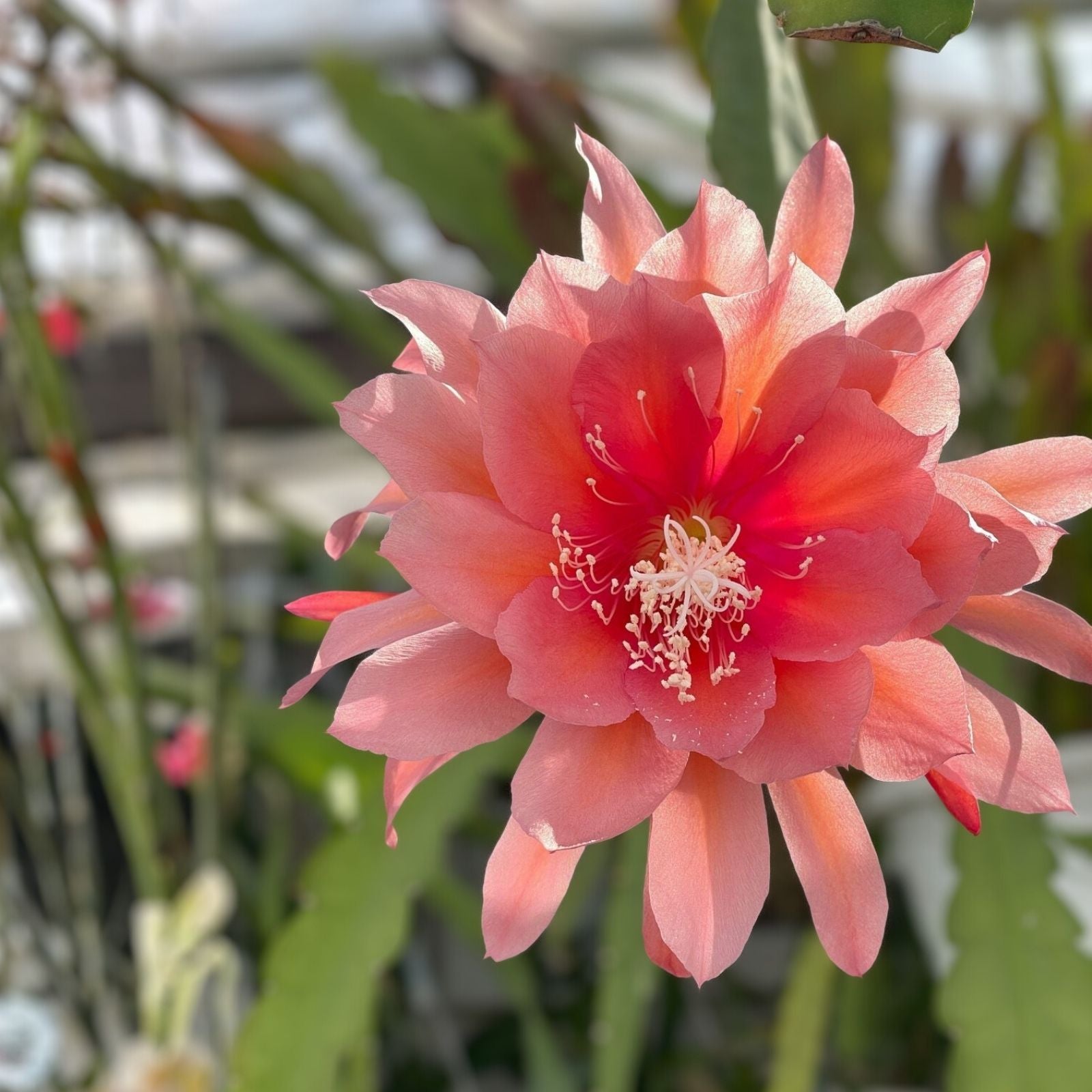 Epiphyllum Sibling Rivalry Unrooted Cutting 8-10 Inches Live Houseplant Propagation Succulent Plant