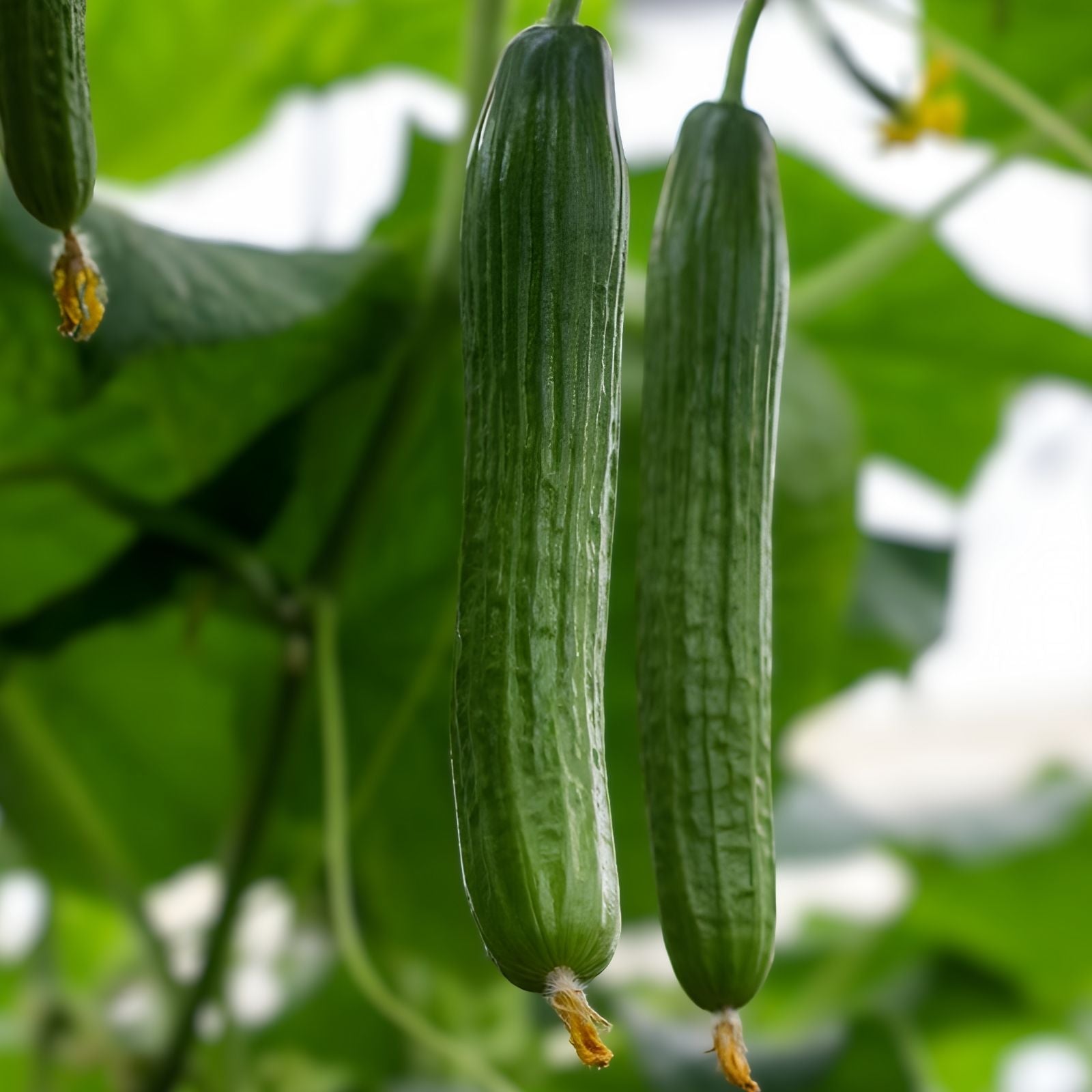 Cucumber Seeds 500 Count Long Green Heirloom Non-GMO Cucumis sativus Vegetable Seeds for Garden, Starter, Live Plant, Cutting