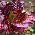 Red Romaine Lettuce Seeds Heirloom Organic Non-GMO Lactuca sativa 500 Seeds Live Plant Cutting Starter Plant