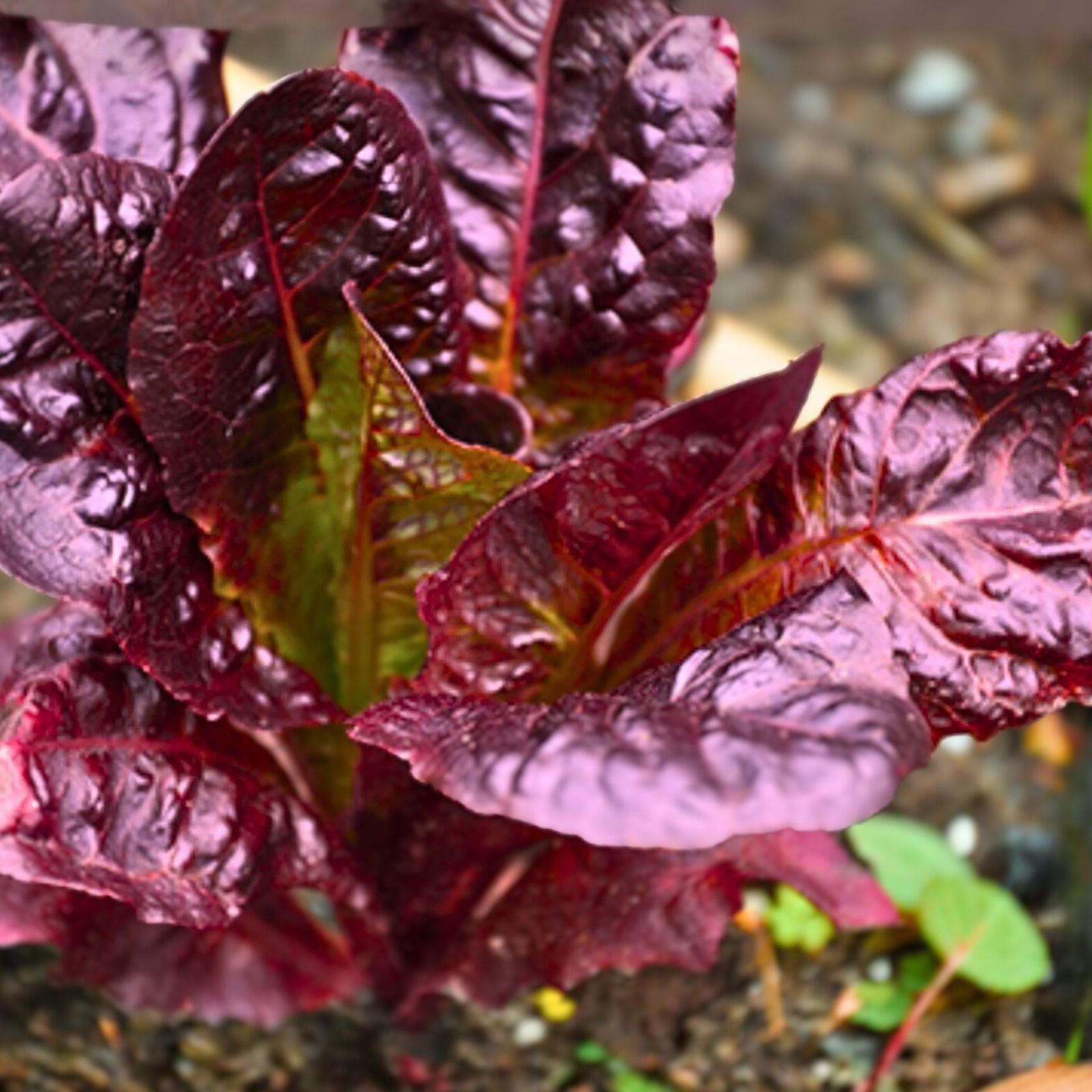 Red Romaine Lettuce Seeds Heirloom Organic Non-GMO Lactuca sativa 500 Seeds Live Plant Cutting Starter Plant