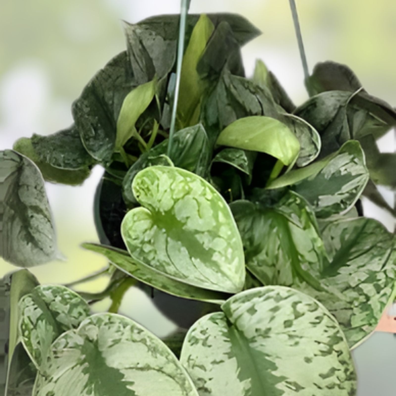 Rooted Scindapsus Pictus 'Soo Silver' Houseplant - Live Top Cutting in Moss, Indoor Plant, Houseplant, Gardening, Home Decor