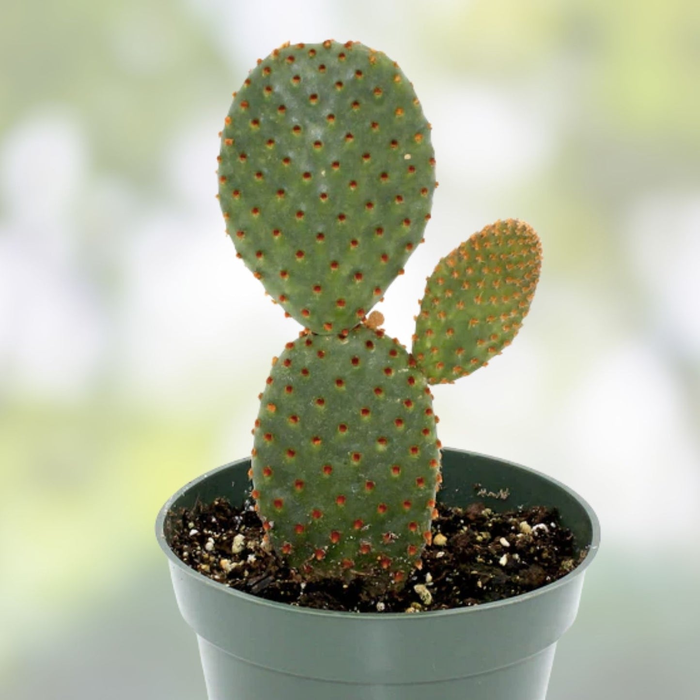 Opuntia Hybrid Cartwheel Prickly Pear Cactus 10" Tall Live Succulent Drought Tolerant Indoor Outdoor Garden