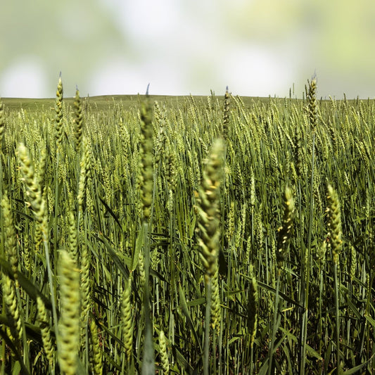 Organic Triticale Seeds for Planting | High Yield Grain Seeds | Triticosecale Bare Root, Starter Plant, Live Plant, Cutting