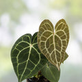 Large Anthurium King Clarinervium Live Plant Tropical Foliage Indoor Houseplant Free Shipping