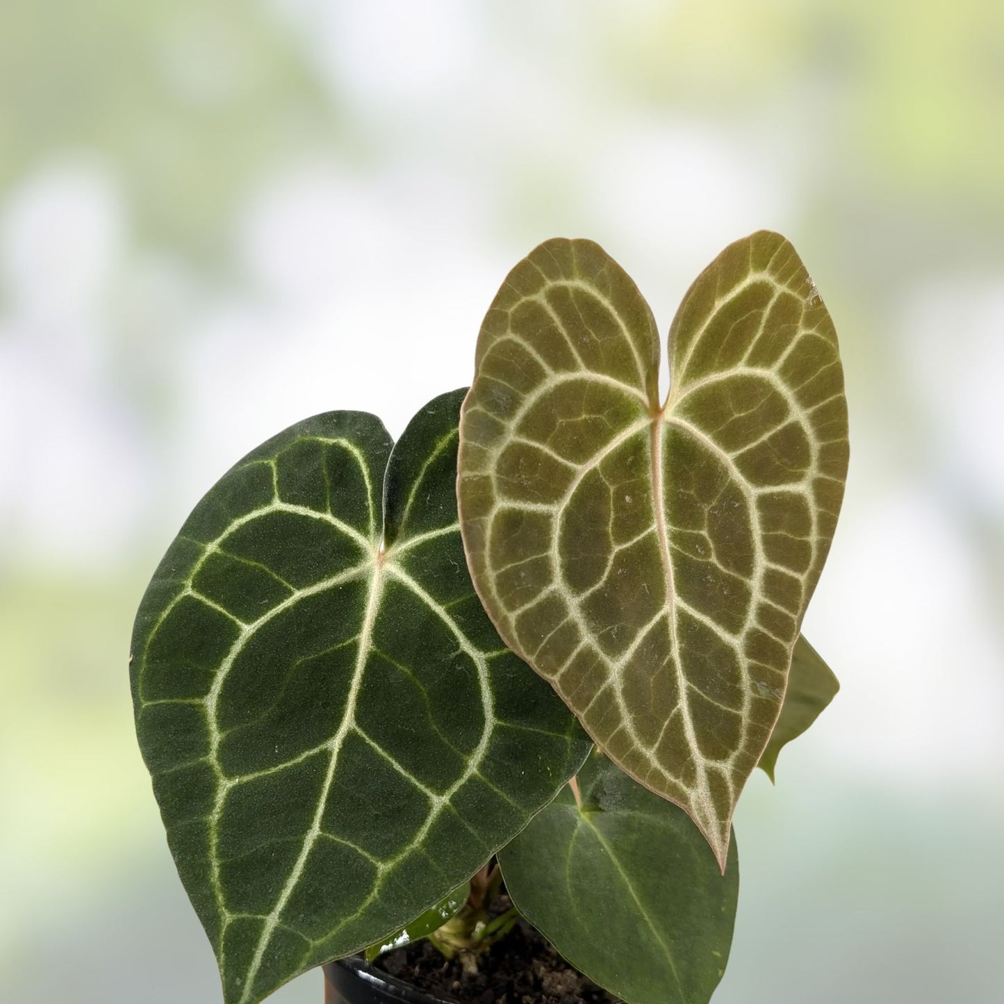 Large Anthurium King Clarinervium Live Plant Tropical Foliage Indoor Houseplant Free Shipping
