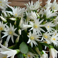 Easter Cactus Cuttings Rhipsalidopsis Hatiora Live Succulent Propagation Starter Plant