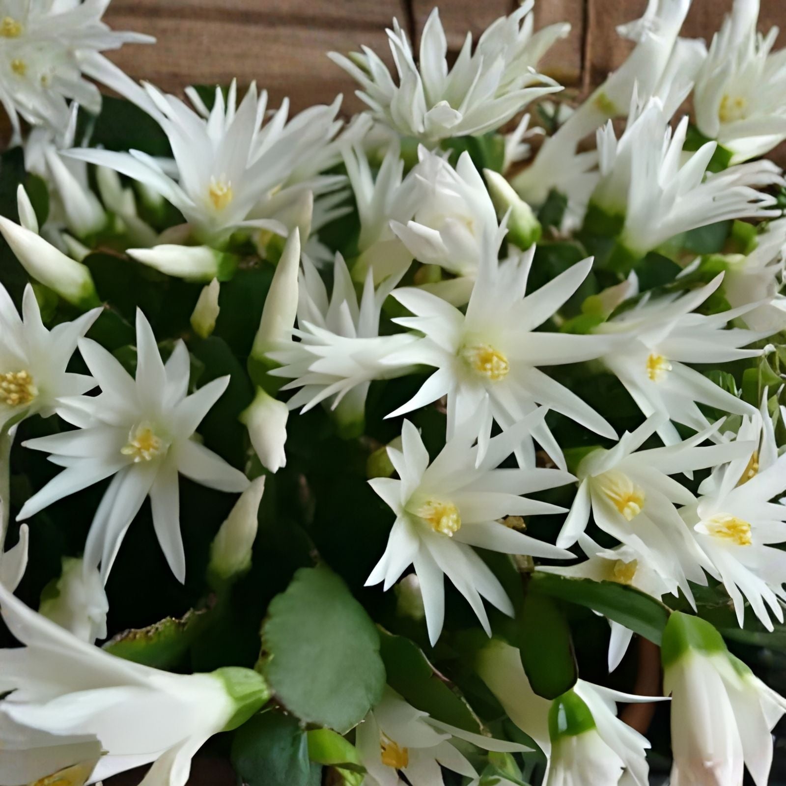 Easter Cactus Cuttings Rhipsalidopsis Hatiora Live Succulent Propagation Starter Plant