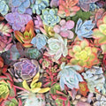 Live Succulent Cuttings Red Jade, 25 Mixed Pastel Rosettes, DIY Arrangements, Houseplant, Starter Plant, Bare Root