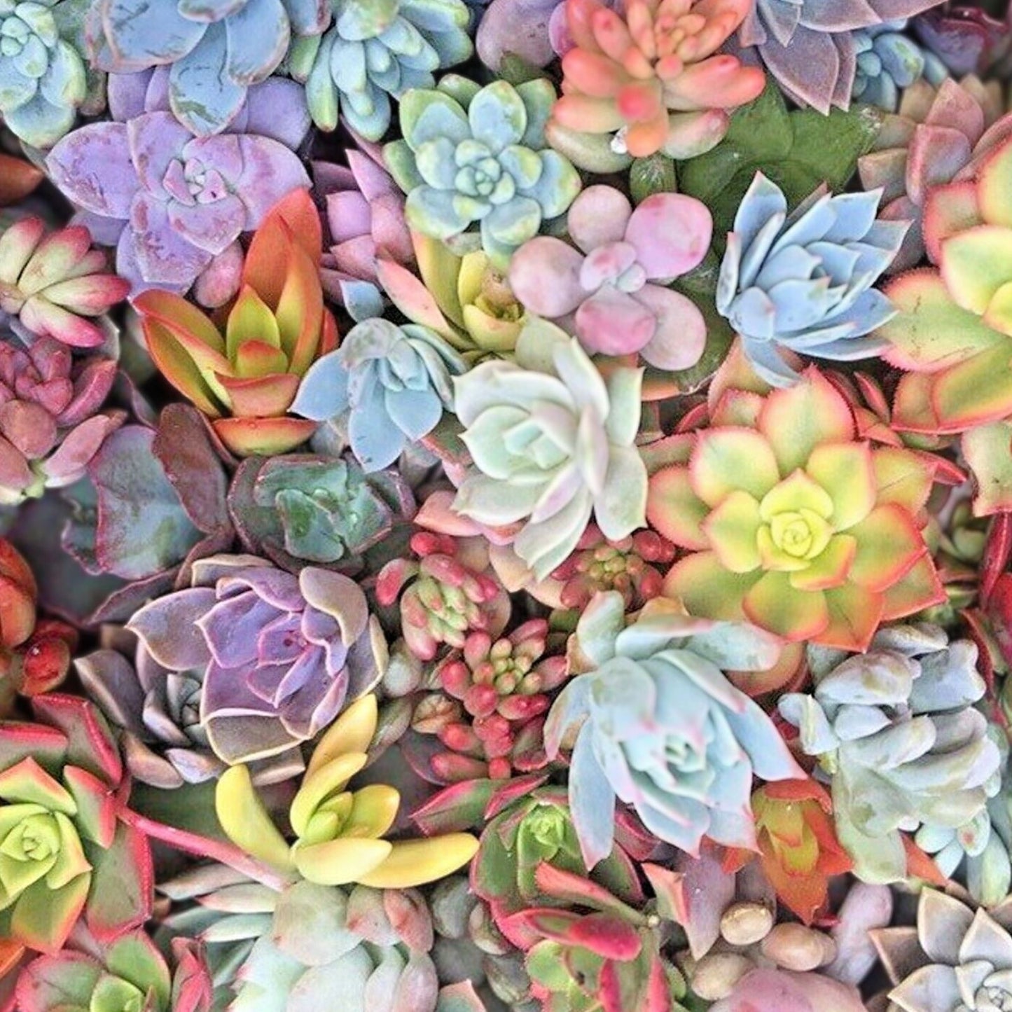 Live Succulent Cuttings Red Jade, 25 Mixed Pastel Rosettes, DIY Arrangements, Houseplant, Starter Plant, Bare Root