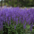 Meadow Sage Plant Salvia 'Blue By You' Bare Root Perennial Purple Flowers Hardy Zones 4-9 Live Plant Cutting