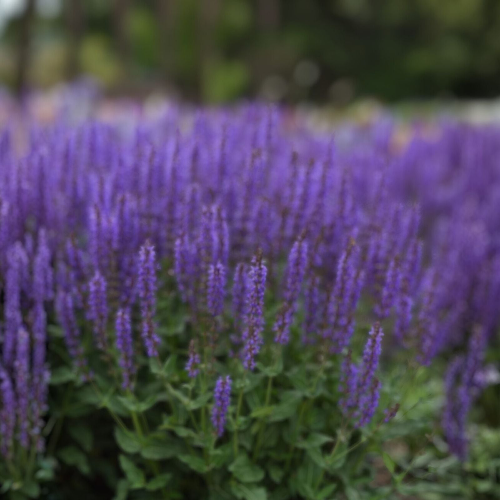 Meadow Sage Plant Salvia 'Blue By You' Bare Root Perennial Purple Flowers Hardy Zones 4-9 Live Plant Cutting