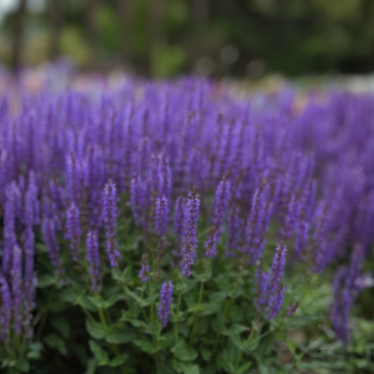 Meadow Sage Plant Salvia 'Blue By You' Bare Root Perennial Purple Flowers Hardy Zones 4-9 Live Plant Cutting