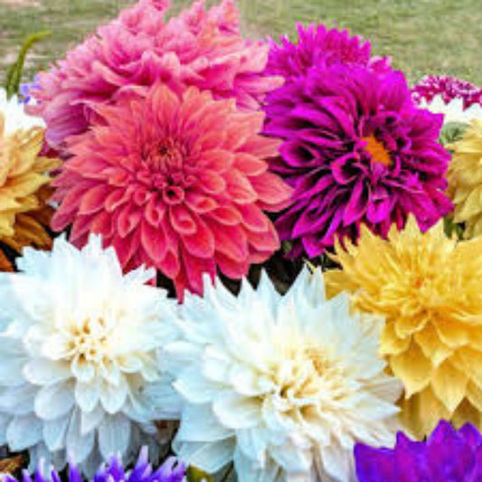 Mixed Dinnerplate Dahlia Bulbs – Large 3 Tubers – Assorted Colors – Dahlia pinnata Flower Bulbs for Garden Planting