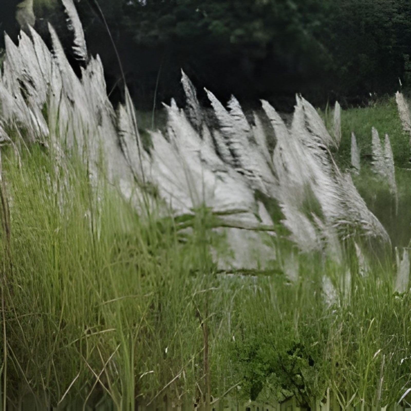 Tropical Sugarcane Planting Set 3pk Saccharum spontaneum Live Plant Garden Starter Bare Root Cutting