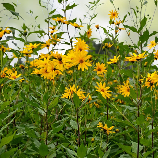 Jerusalem Artichoke Live Plant Starter Helianthus tuberosus Sunchoke Root Vegetable Hardy Zones 3-9