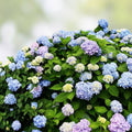 Blue Hydrangea Cuttings 10 Unrooted 8-10" Hydrangea macrophylla Garden Flower Propagation Live Plant