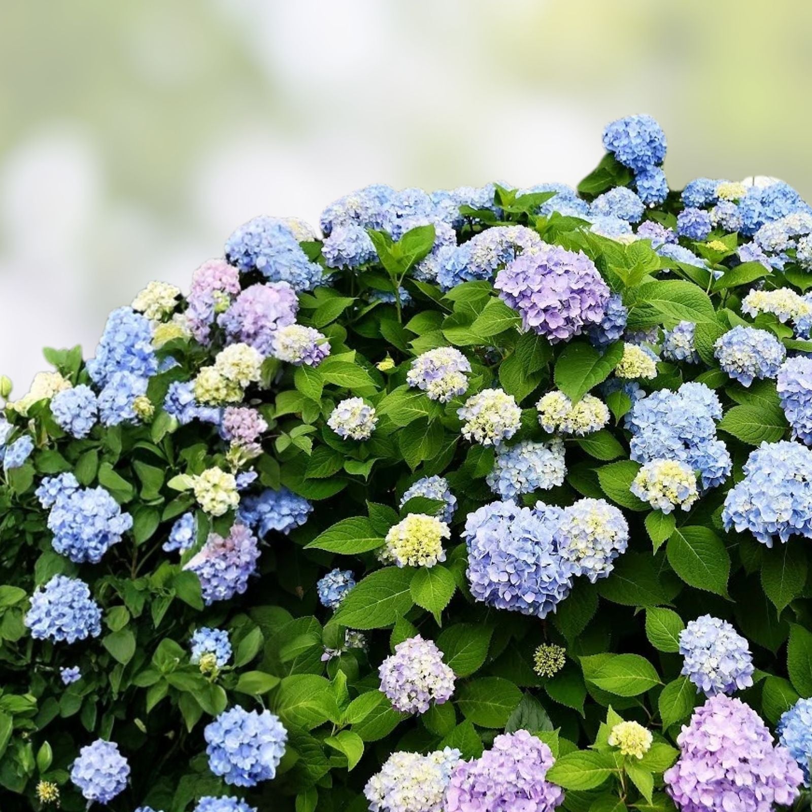 Blue Hydrangea Cuttings 10 Unrooted 8-10" Hydrangea macrophylla Garden Flower Propagation Live Plant