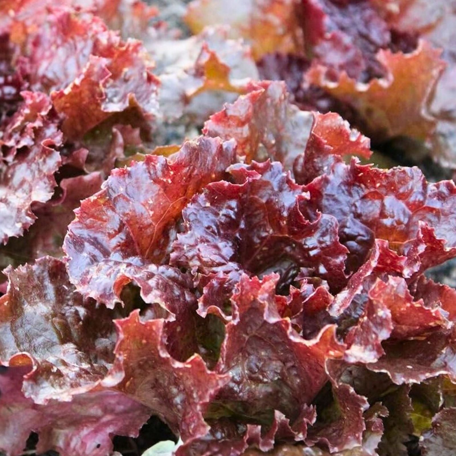 Red Leaf Lettuce Seeds Lolla Rosa Heirloom Organic Vegetable Seeds for Home Gardening 1000 Pack