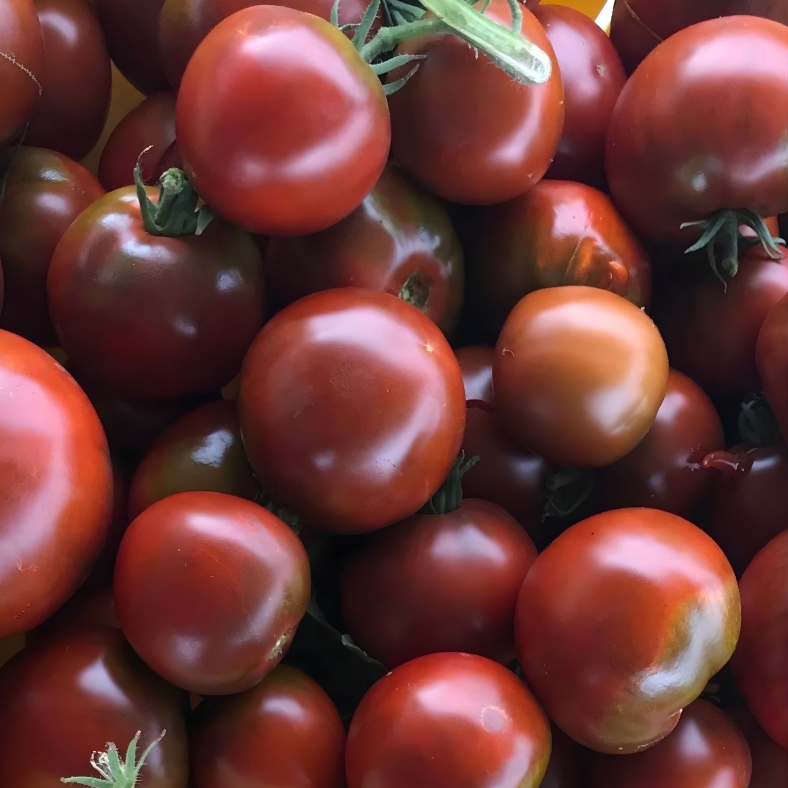 Black Prince Tomato Seeds 100 Organic Heirloom Non-GMO Starter Plants for Home Garden Solanum lycopersicum