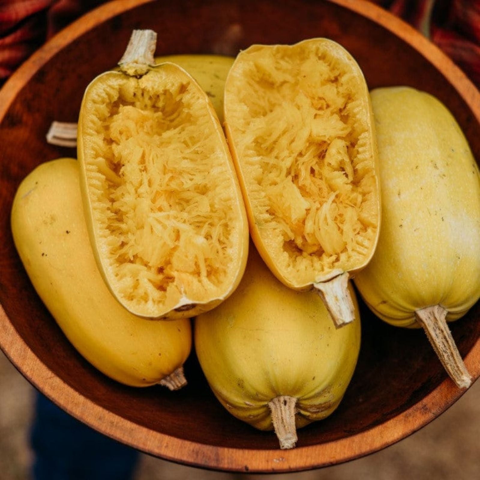 Organic Spaghetti Squash Seeds 10 Pack Non-GMO Cucurbita pepo Vegetable Seeds for Gardening, Starter Plant, Live Plant, Bare Root