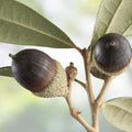 Southern Live Oak Acorns 30 Count Quercus virginiana Native Oak Tree Seeds for Planting December 2024 Harvest