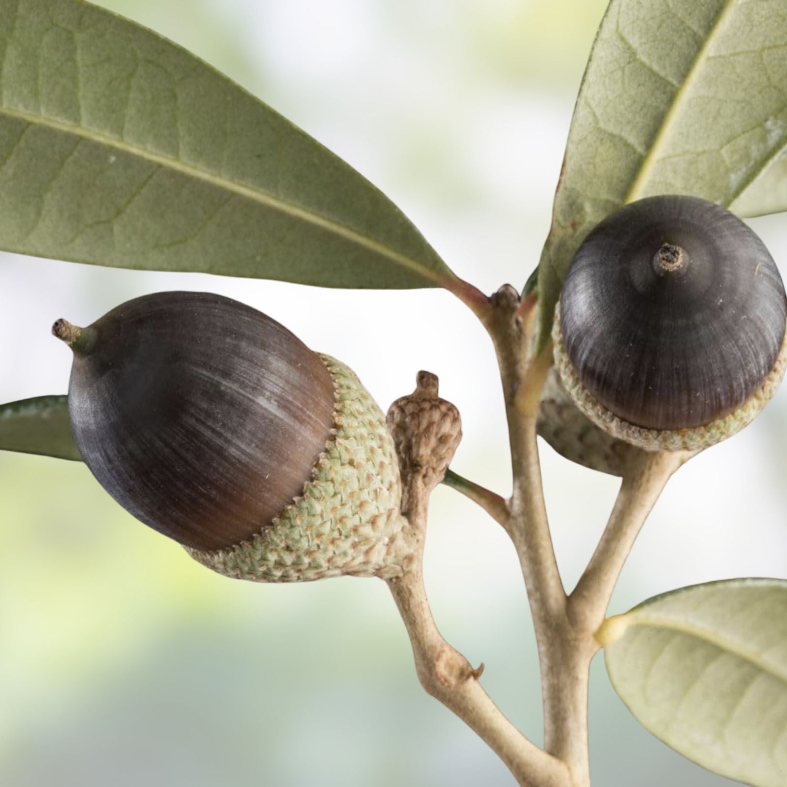 Southern Live Oak Acorns 30 Count Quercus virginiana Native Oak Tree Seeds for Planting December 2024 Harvest