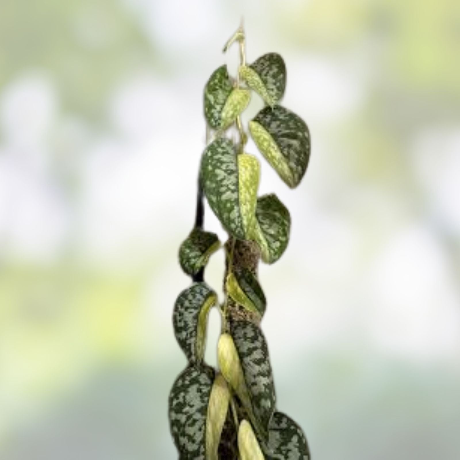 Scindapsus Maharlika Rooted Cutting, Live Epipremnum aureum Houseplant for Indoor Garden, Rare Plant, Starter Plant
