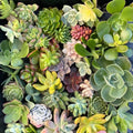 Succulent Cuttings 30-Pack Mixed Varieties | Live Plants, Echeveria, Sedum, Houseplants, Garden, Crafting, 1-2 Inch