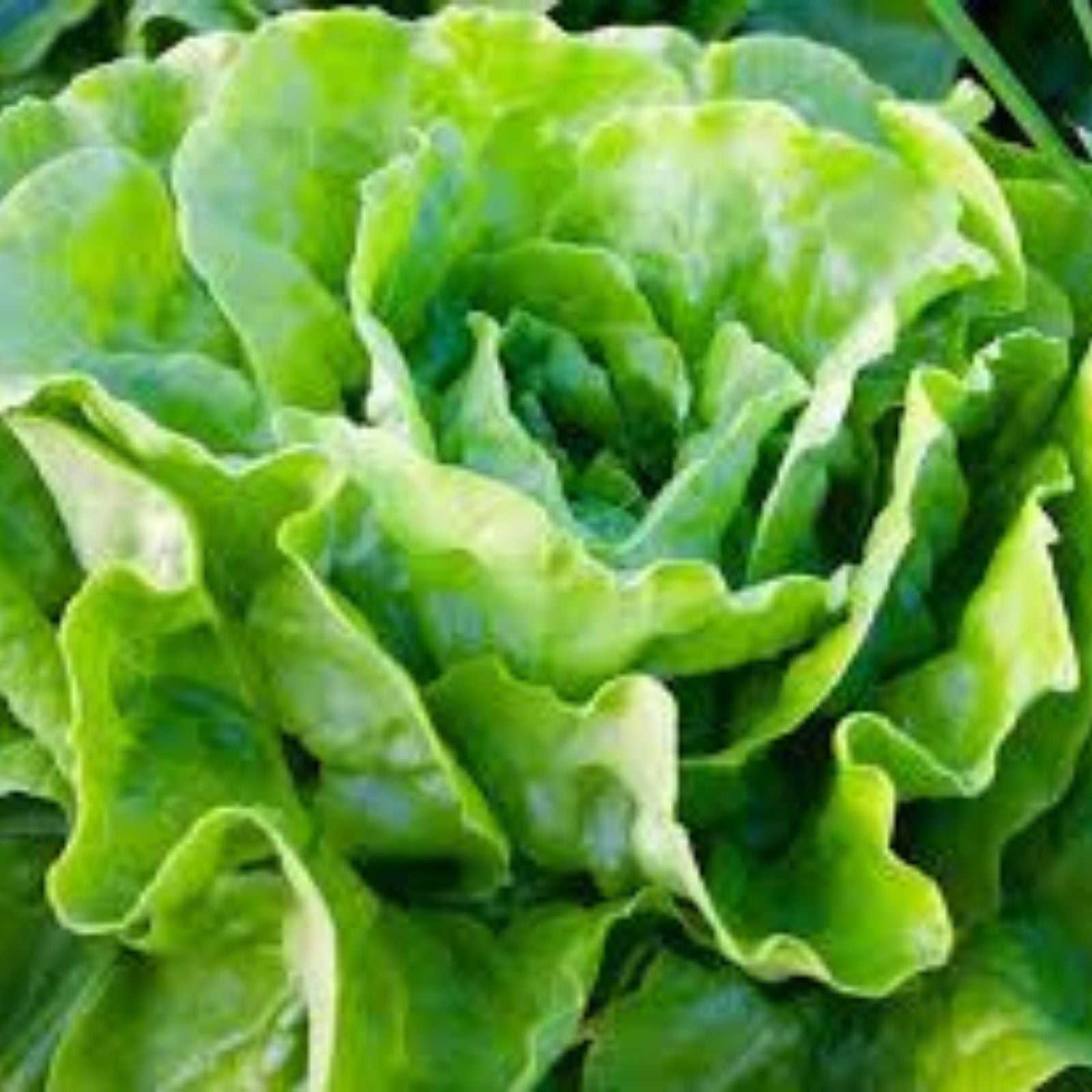 Butterhead Lettuce Seeds Heirloom Buttercrunch Organic Non-GMO 25+ Home Garden Starter Plant Cutting