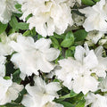 Azalea Starter Plant - White & Peach Striped Variety - Rhododendron deciduous flowering shrub - Garden ornamental plant