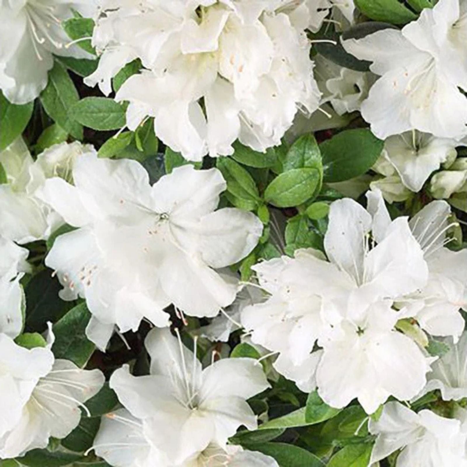 Azalea Starter Plant - White & Peach Striped Variety - Rhododendron deciduous flowering shrub - Garden ornamental plant