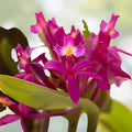 Epidendrum radicans Pink Orchid Cutting - 1 Rooted Plant for Full Sun - Tropical Houseplant - Easy Care Orchid