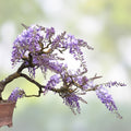 Judas Tree Seeds 20 Pack - Flowering Cercis siliquastrum Ornamental Deciduous Tree Seeds for Planting