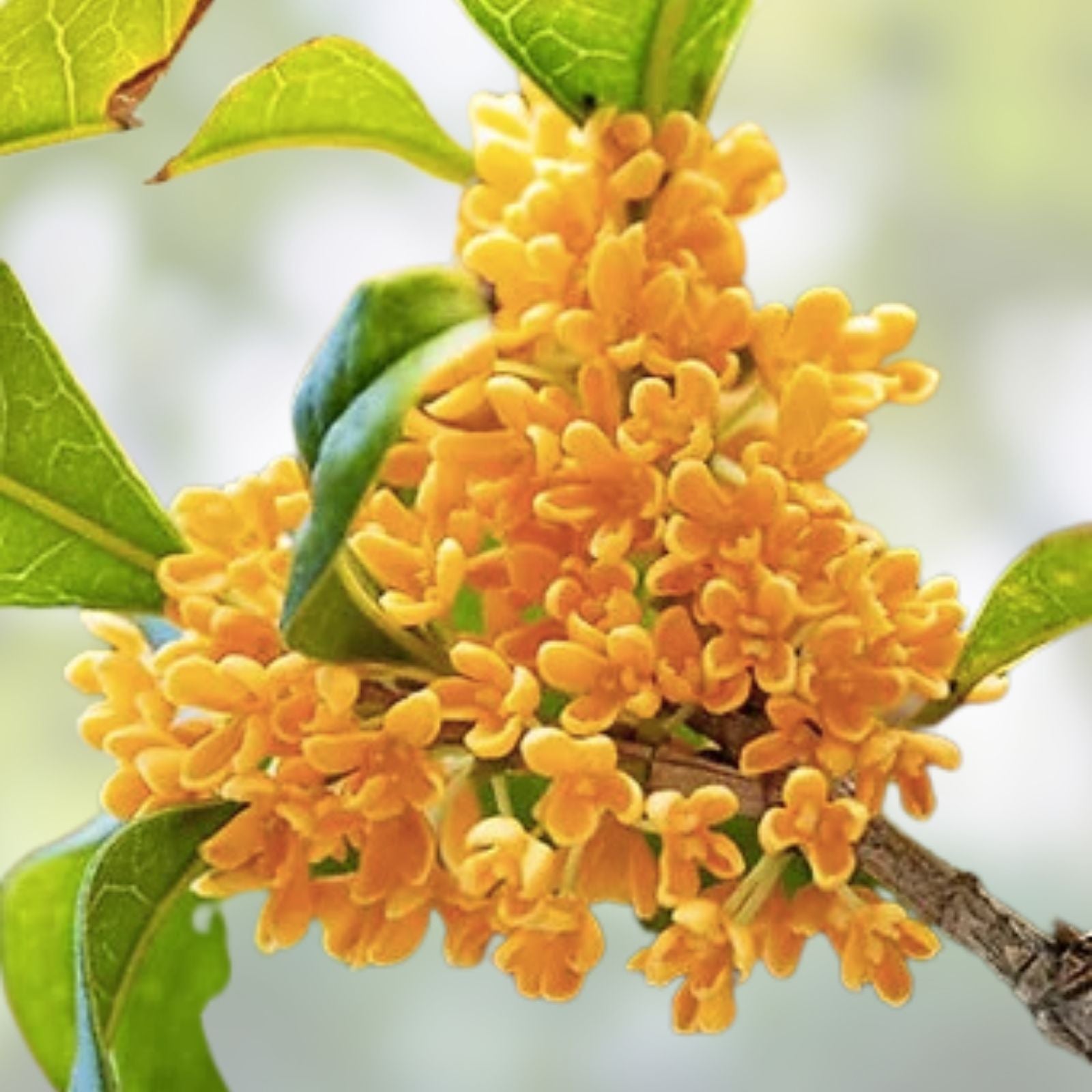 Apricot Echo Sweet Olive Plant Osmanthus fragrans Fragrant Tea Tree Rooted Starter Plant Live Houseplant