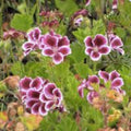 Regal Geranium Cuttings Pelargonium x hortorum White Purple Live Plant Starter Garden Propagation