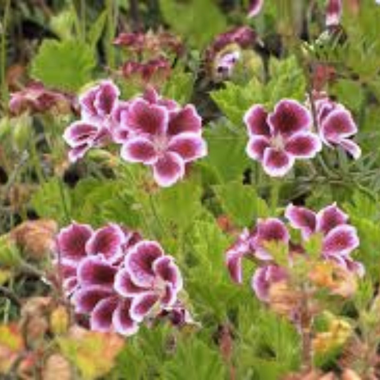 Regal Geranium Cuttings Pelargonium x hortorum White Purple Live Plant Starter Garden Propagation
