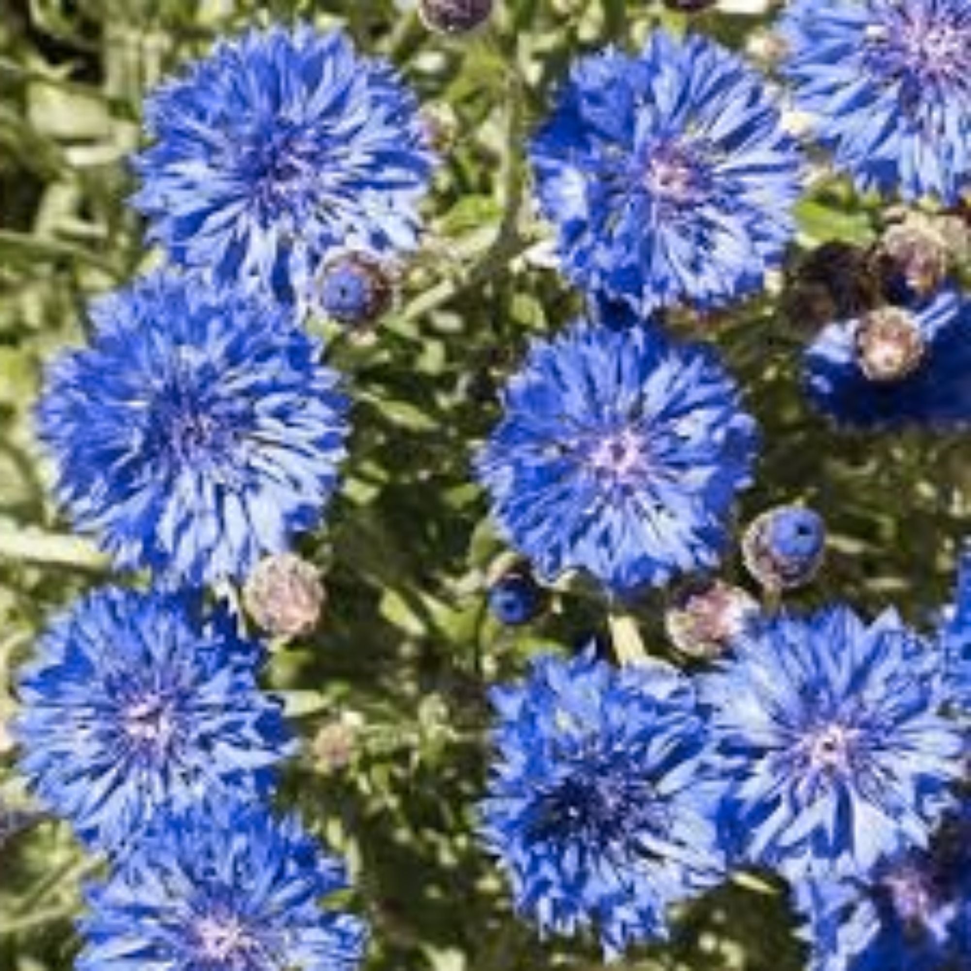Dwarf Blue Bachelor Button Seeds 100 Count - Border Flower, Centaurea cyanus, Live Plant, Cutting, Bare Root, Starter Plant