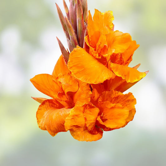 Live Canna Lily Bulb Pretoria Orange Variegated Bengal Tiger Canna Striata Tropical Garden Flower