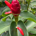 Spiral Red Button Ginger Plant Costus woodsonii Live Tropical Rooted Plant 10-12" Houseplant