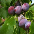 Elephant Heart Plum Tree Cutting Prunus domestica Grafting Scionwood Fruit Tree Starter Plant