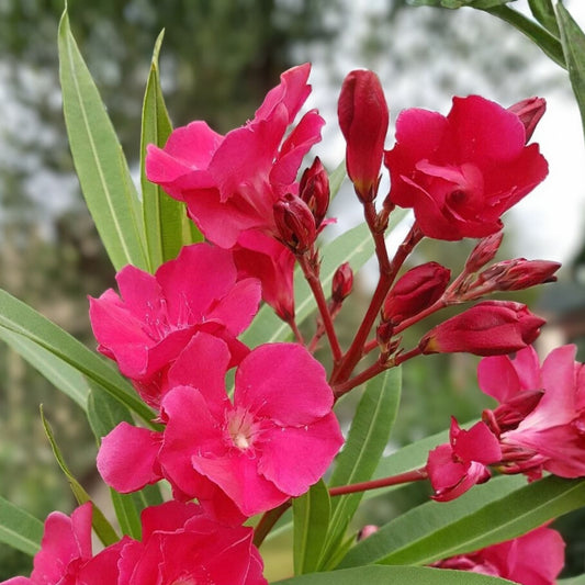 Oleander Live Cuttings 6” Red Flower Shrub Nerium oleander Garden Plant, Starter Live Plant, New Harvest Quality