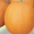 Spooky Blend Pumpkin Seeds 100 Pack Halloween Variety Cucurbita pepo Garden Planting Seeds Fast Growing