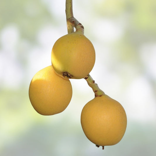 Japanese Yellow Plum Cuttings Prunus salicina Edible Fruit Tree Starter Plant Landscaping Garden