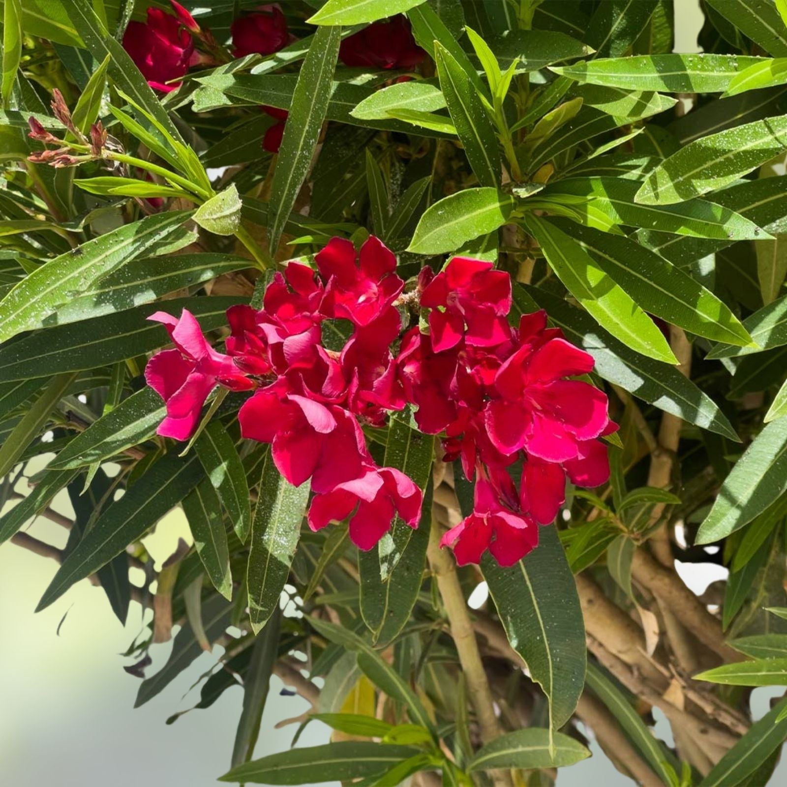 Oleander Live Cuttings 6" Red Nerium Oleander Bush Shrubs Perennial Garden Plants 7-Pack
