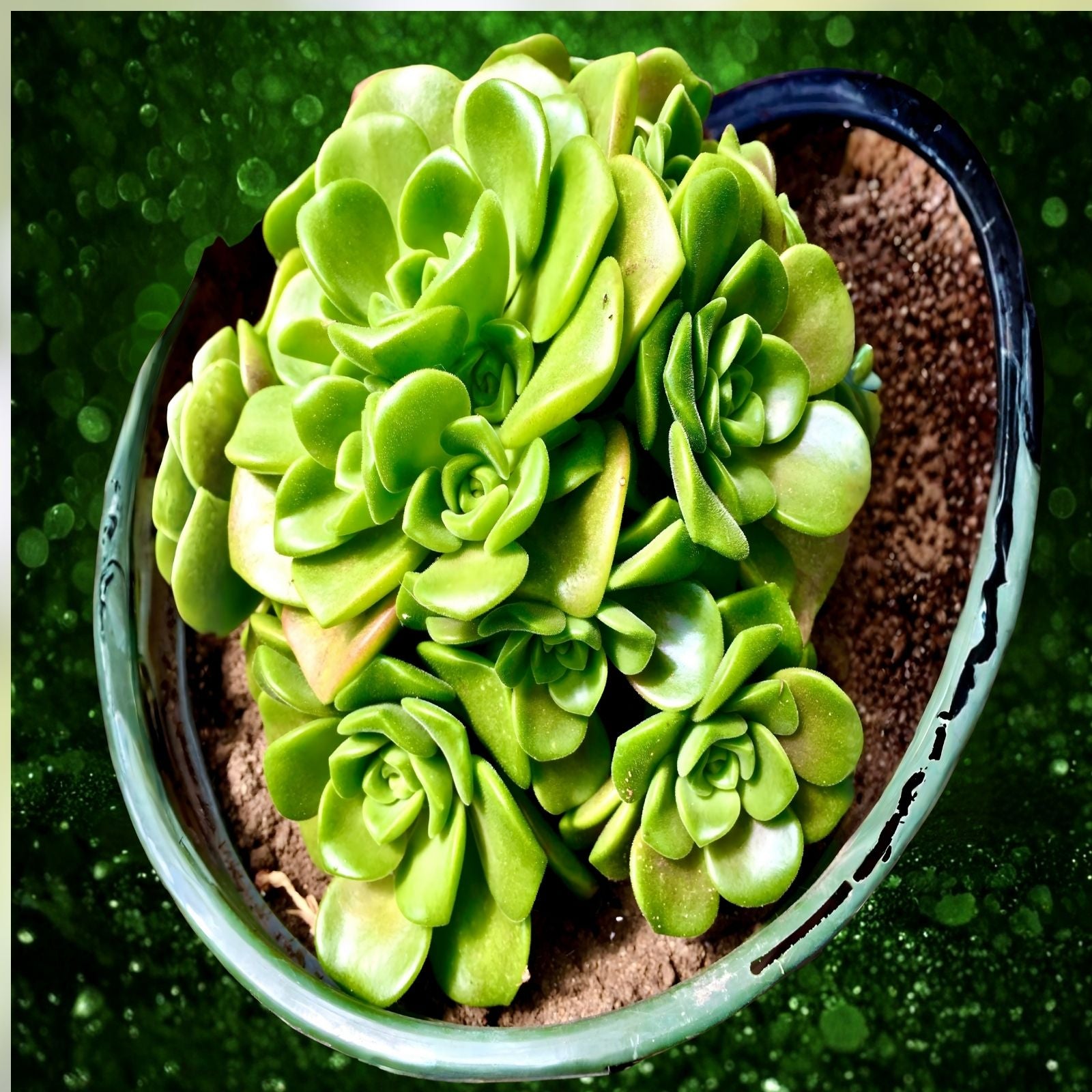 Aeonium Decorum Succulent Plant 2" Green Rosette Live Indoor Houseplant Easy Care Garden Decor