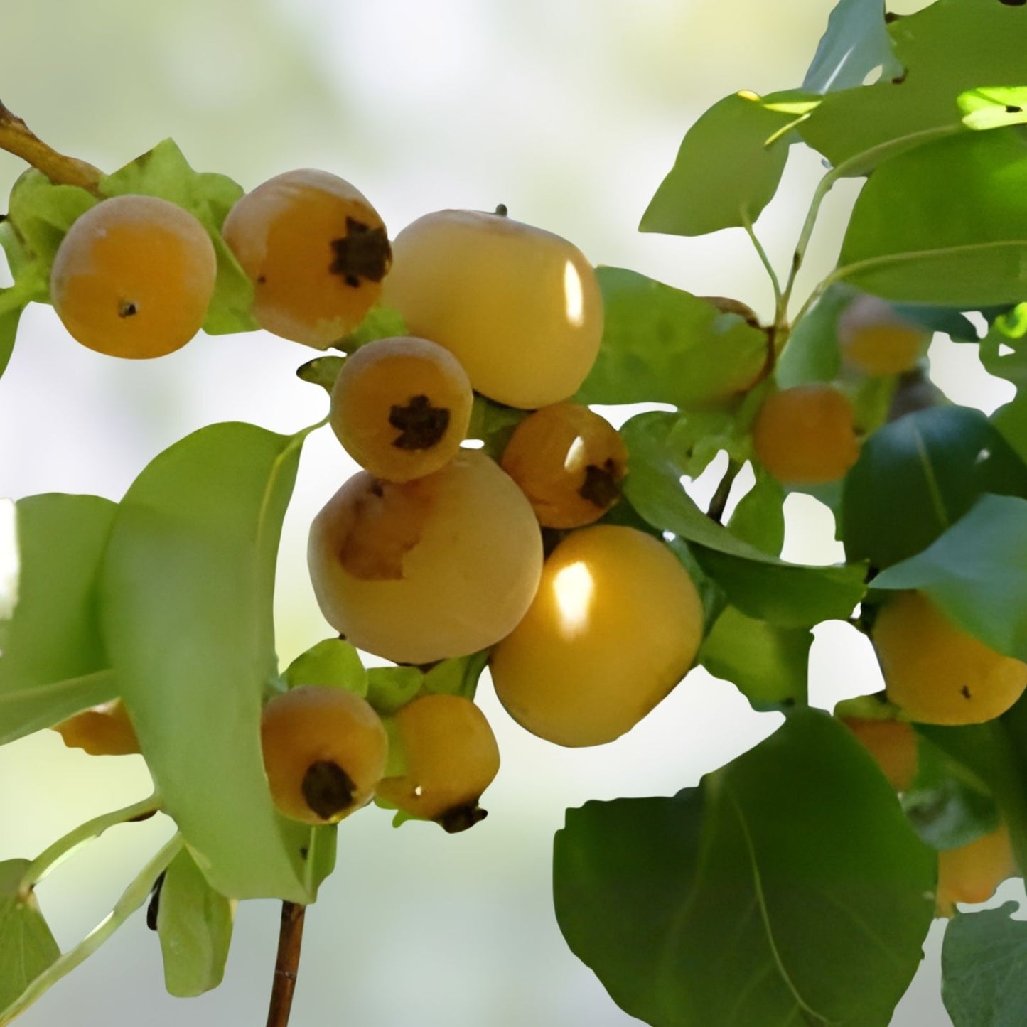 30 Date Plum Tree Seeds, Organic Edible Fruit Planting Kit, Diospyros Lotus, Garden, Orchard, Home Growing