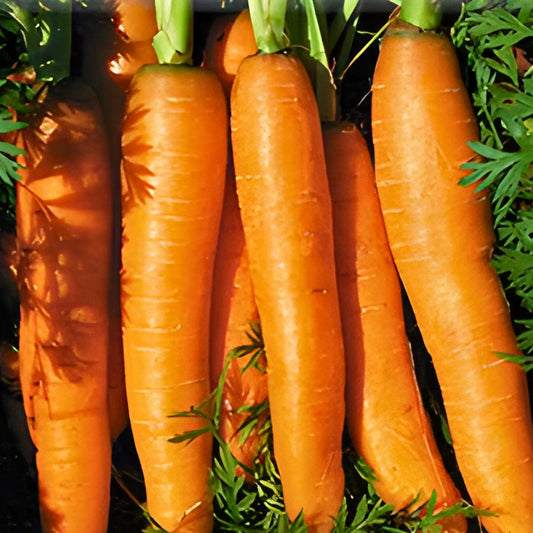 Heirloom Carrot Seeds Danvers Half Long Non-GMO Vegetable Seeds 1000+ Daucus carota Gardening Plant
