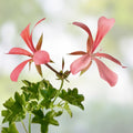 Ivy Geranium Cuttings Assortment 8 Pieces - Pelargonium Live Plant Starter Cuttings for Gardening